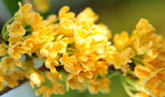 校园桂花作文100200