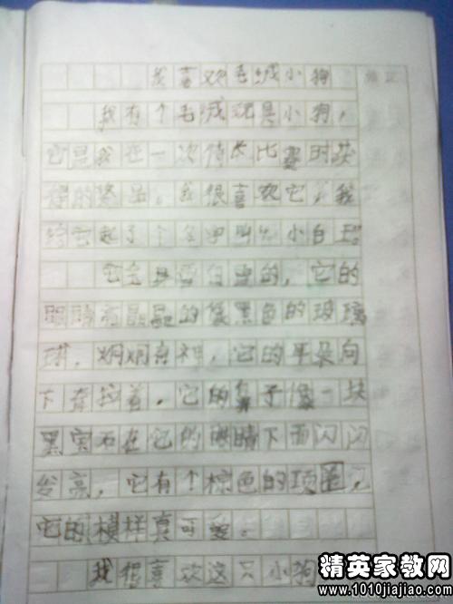 描写观察校园作文300字