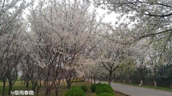 校园的樱花树作文800