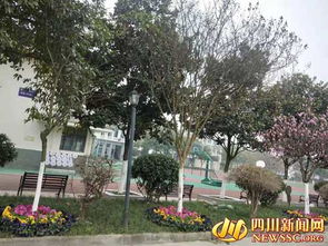 绿化校园环境美化家园作文