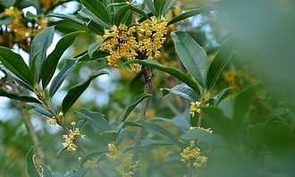 作文,四级,校园里,桂花树