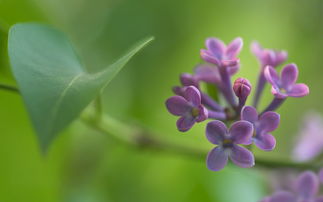 作文,丁香花,开满,校园