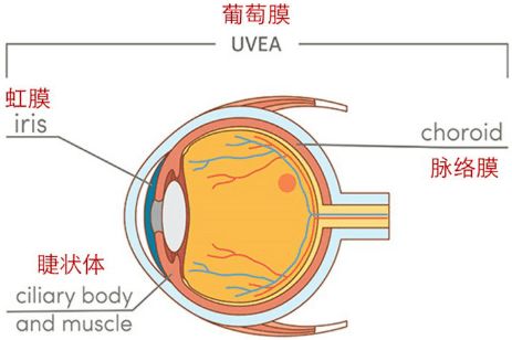 青少得葡萄膜炎应该注意事项