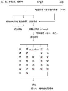 链球菌属检验注意事项,抗链球菌溶血素o试验注意事项,鉴定链球菌的注意事项