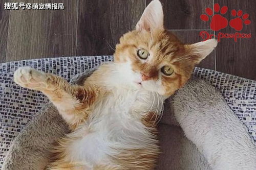 猫咪做了绝育手术后的注意事项,猫咪绝育手术后注意事项可以走来走去吗,母猫咪绝育手术后注意事项