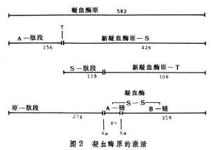 凝血因子输注注意事项