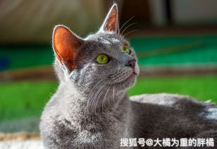 怀孕的蓝猫应该注意事项,蓝猫洗澡注意事项,新手养蓝猫注意事项