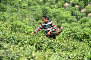 郑州到信阳采茶注意事项