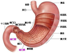 胃类癌注意事项