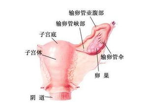 怀孕一个月流产了需要注意些什么,怀孕一个月流产后注意事项和调理,怀孕两个月流产后注意事项