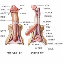 做阴茎手术注意事项