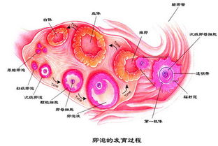 卵子,要注意,事项,检查