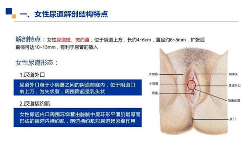 女病人导尿的注意事项及方法