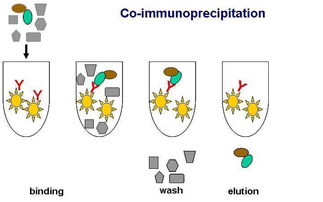 ip免疫共沉淀注意事项