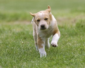 母犬导尿术注意事项