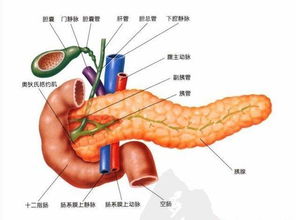 胰腺,注意事项