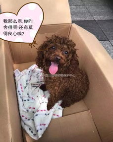 老年狗打狂犬疫苗注意事项,狗打狂犬疫苗注意事项有哪些,泰迪狗打狂犬疫苗注意事项