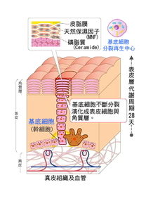 肌肤,注意事项,原因