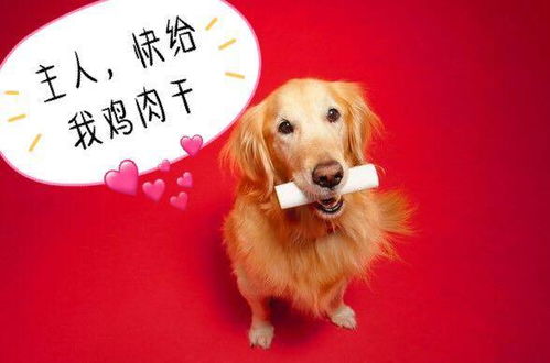 购买金毛犬注意事项