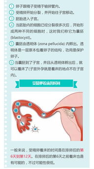 胚胎着床期注意事项