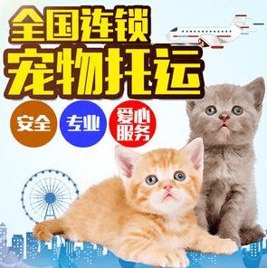 猫咪运输注意事项