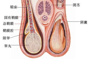 附睾炎的注意事项,附睾炎需要注意事项,附睾炎出院后注意事项