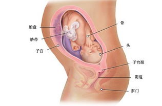 二胎孕36周注意事项