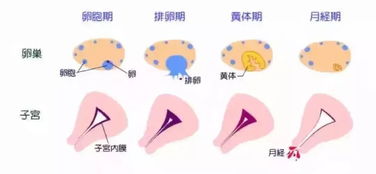 b超查卵泡注意事项,卵泡监测注意事项,左侧卵泡同房注意事项