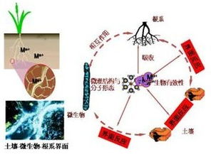 微生物,注意事项,分离,有哪些