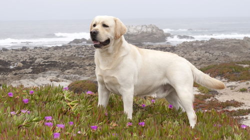 拉布拉多幼犬注意事项