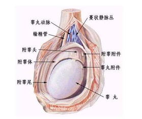 睾丸和附睾炎注意事项