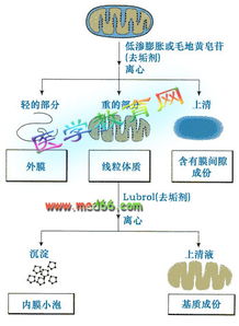 线粒体分离的方法及注意事项,线粒体的分离与观察注意事项,分离线粒体时的注意事项