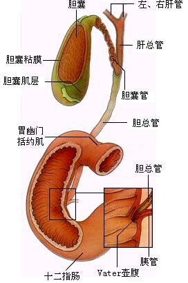 胆囊壁固醇沉积的注意事项