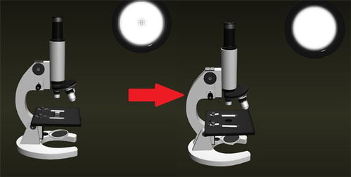 使用显微镜的注意事项镜筒下降是眼睛应看