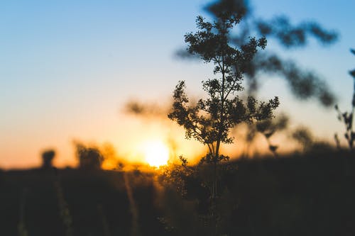 大佬的白月光她黑化了重生文江芜云景琛小说未删节阅读