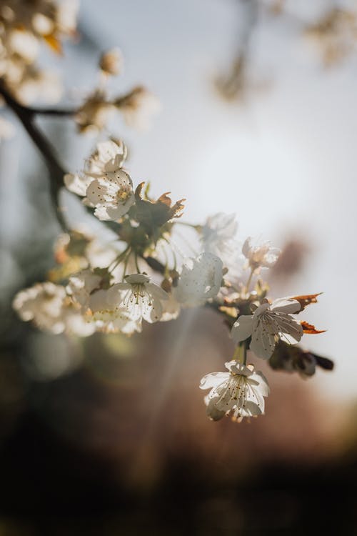 帝师仙婿小说长生萧鼎慕芮雪全集在线阅读