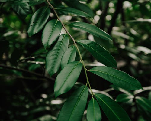 凤飞于林重生之浴火凰妃小说重生林茵羽北彧章节阅读