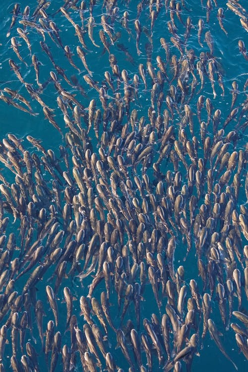 王子敬游园文言文翻译 王子敬游园文言文翻译