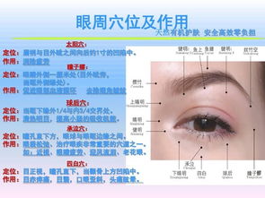 眼睛的基础解剖知识