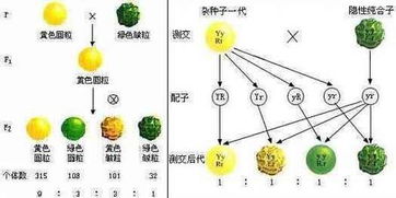 自由组合定律必备基础知识