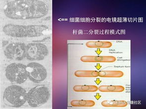 微生物,基础知识,培训,卫生学