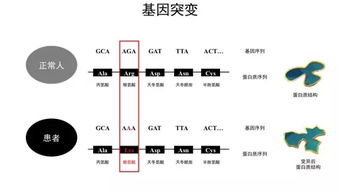 基因方面的基础知识