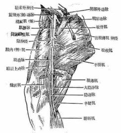 动物实验的基础知识