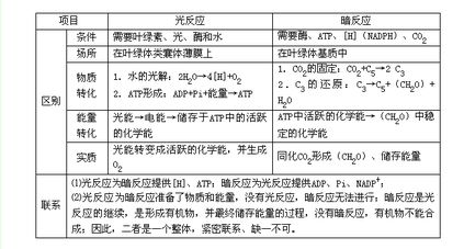 光合作用基础知识点