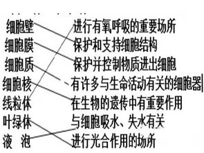 细胞器基础知识填空
