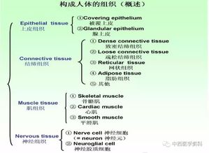 人体解剖学基础知识问答