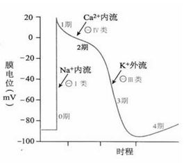 心律失常基础知识知多少