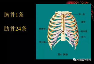 人体解剖学基础知识ppt