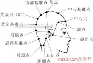 头部点线面基础知识,头部点线面基础知识,头部21个点线面基础知识