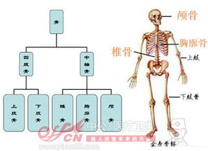 医学基础知识人体解剖学考点总结